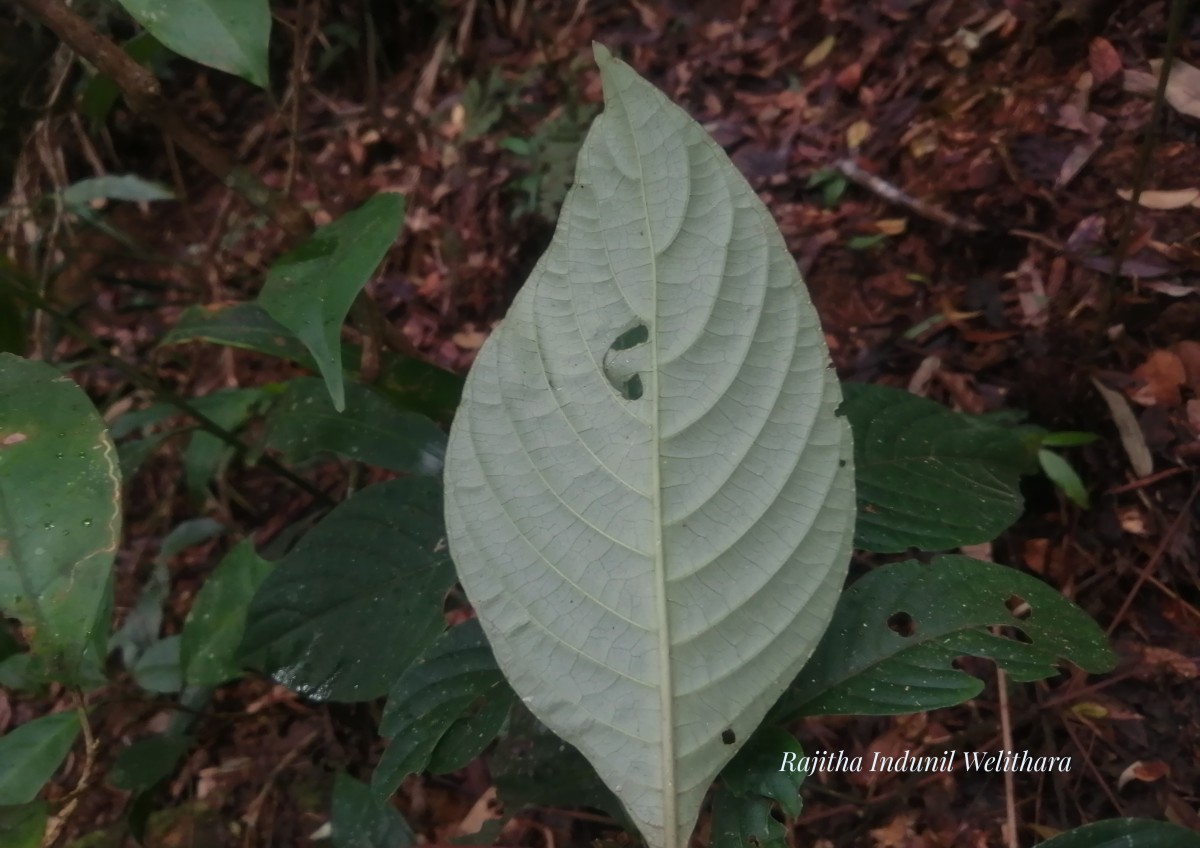 Gymnostachyum paniculatum T.Anderson